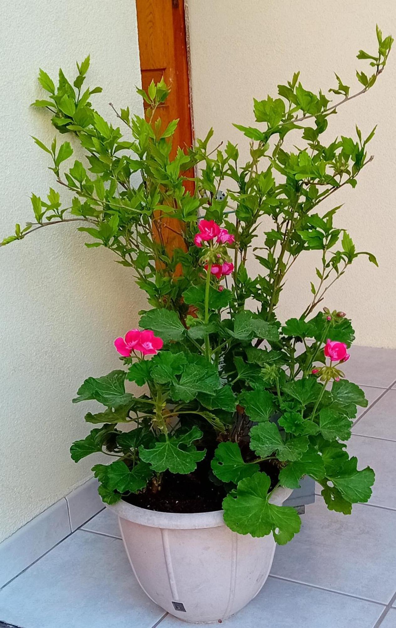 Le Balcon Apartment Selestat
